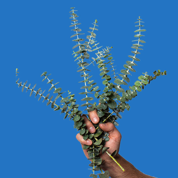 Poo~Pourri Royal Flush Eucalyptus + Spearmint 2oz