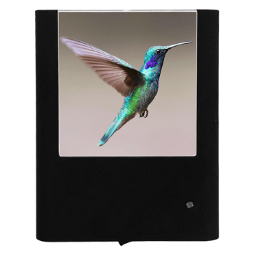 Rivoli's Hummingbird Night Light