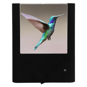 Rivoli's Hummingbird Night Light