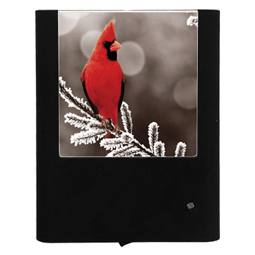 Winter Male Cardinal Night Light