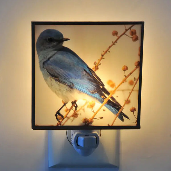 Mountain Bluebird Night Light 4x4