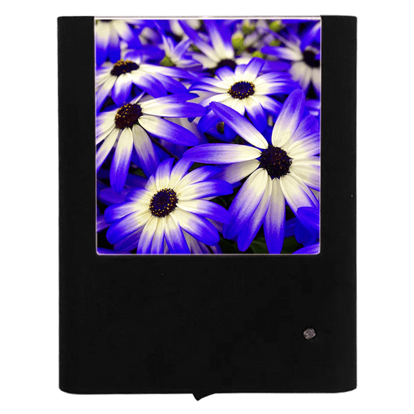 Blue Pericallis Senetti Night Light