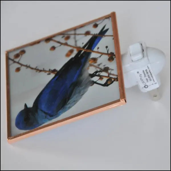 Mountain Bluebird Night Light 4x4