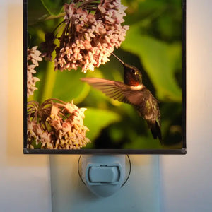 Ruby-Throated Hummingbird Night Light 4x4