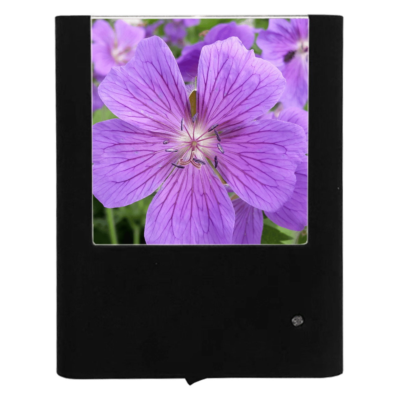 Cranesbill Night Light