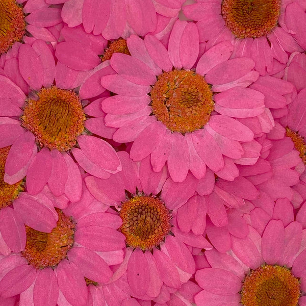 The Daisy Hoop Earrings Pink Flower Petals